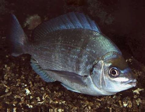 black sea bream fish